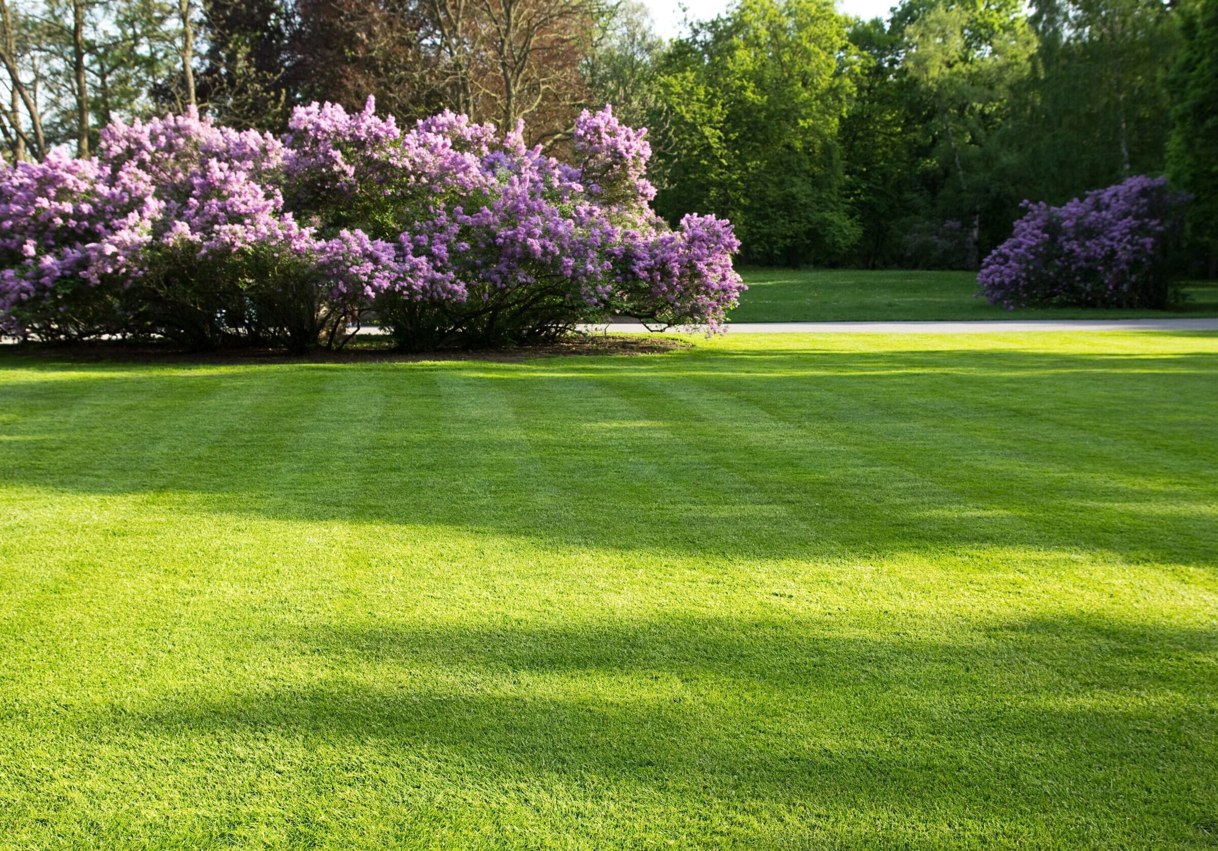 freshly cut lawn on a big yard with purple blooming trees